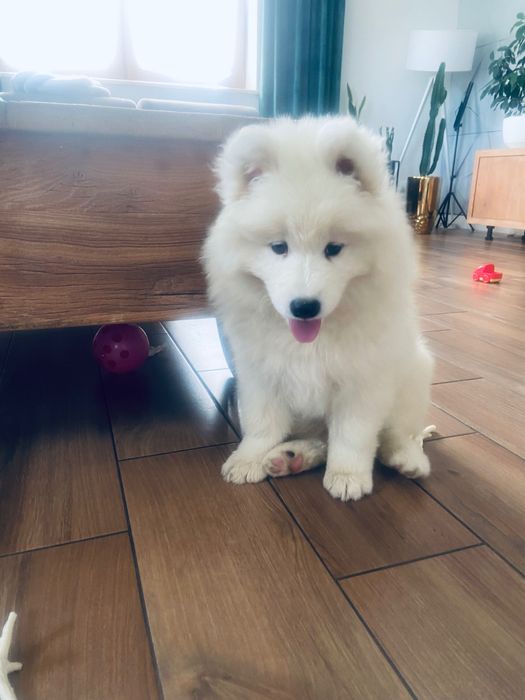 Samoyed szczeniak piesek gotowy do odbioru