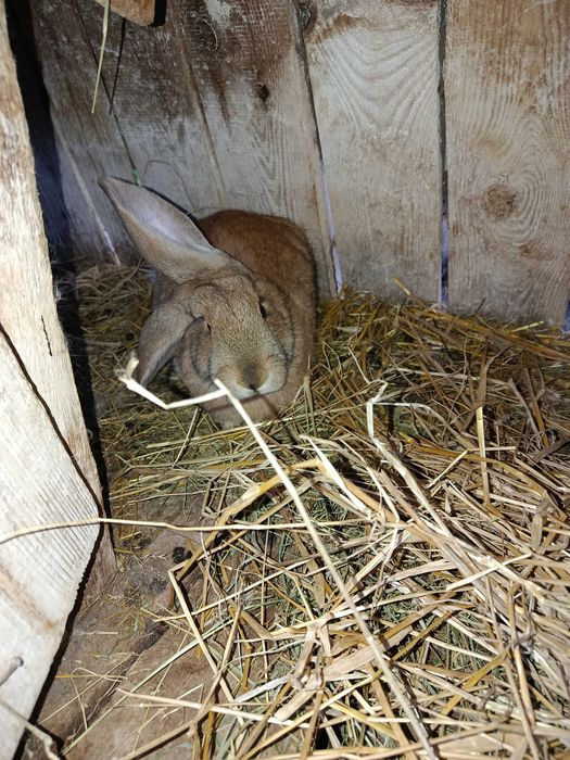 Ładne,fajne króliki