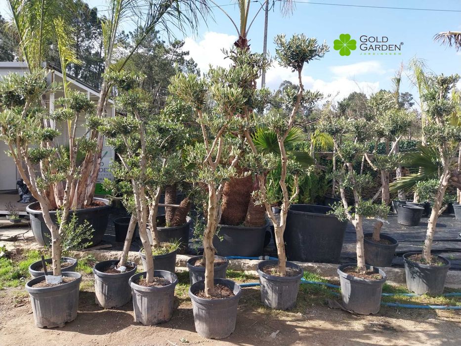 Oliveiras para Jardim