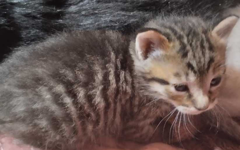 Dois gatinhos e a mãe deles