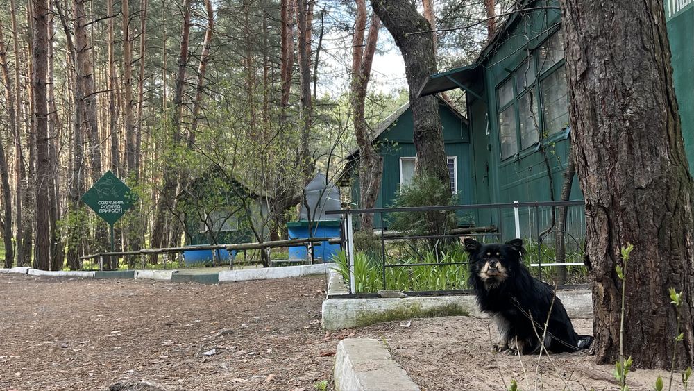 База відпочинку «ДНІПРО» у лісі, біля ріки Орель ПРОДАЖ