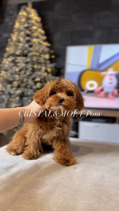 КарамельныйТикап мальчик.Кавапу(мальтипу)микро,Китай.5 месяцев990грамм