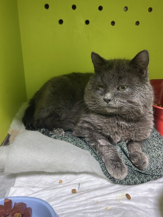 Шукаю для котика родину