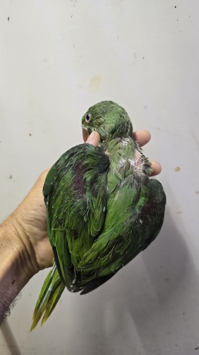 Papagaio grande alexandre