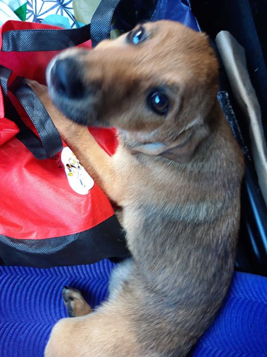 Do oddania znalezione dwa szczeniaki