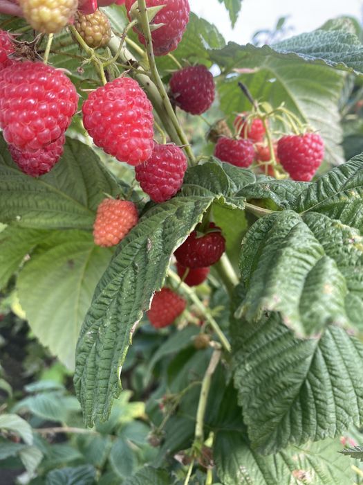 Саджанці малини ,,Ерікаʼʼ