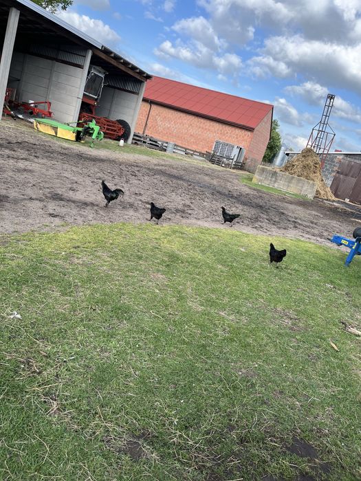Ayam cenami jaja legowe