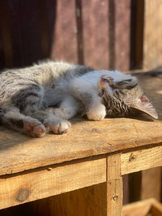 ДЗВОНІТЬ Кошенята в добрі руки котята