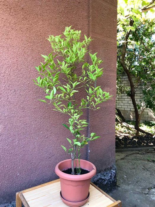 Дерево лимона большое, декоративное  высота 1м. 10 см.