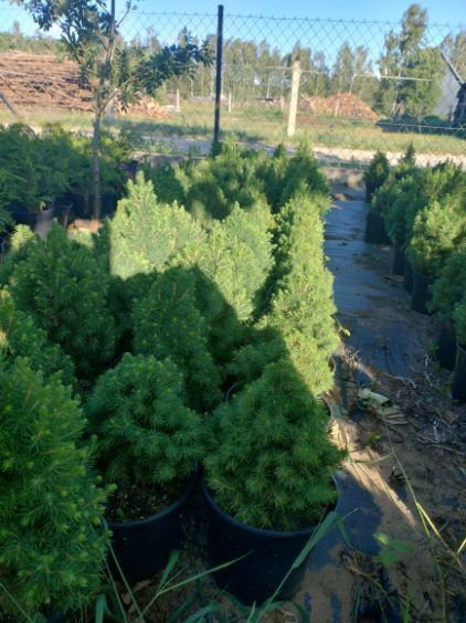 Thuja szmaragd, Świerk biały Conika