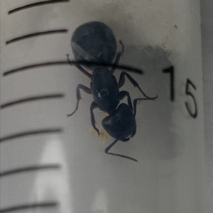 Camponotus ligniperda - największa mrówka w Europie