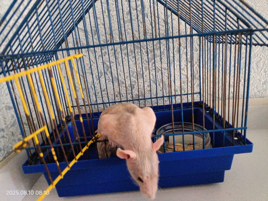 Сфінкс криска з кліткою