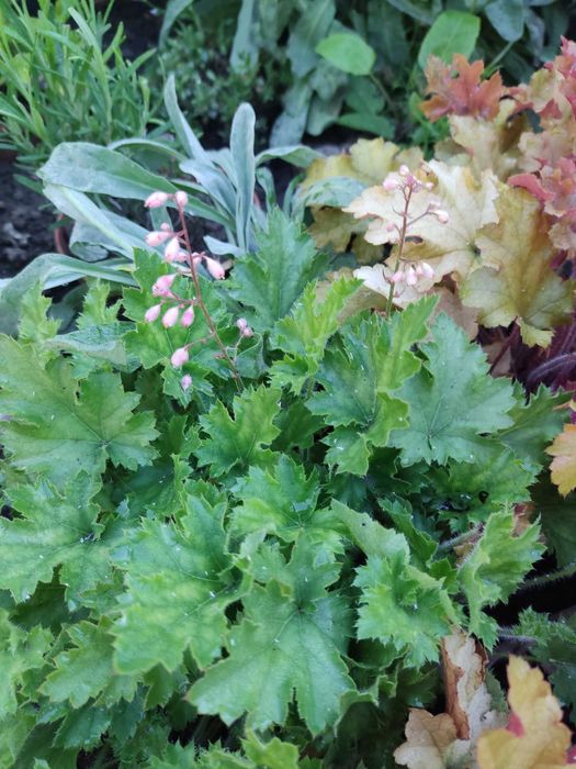 Żurawki (Heuchera)