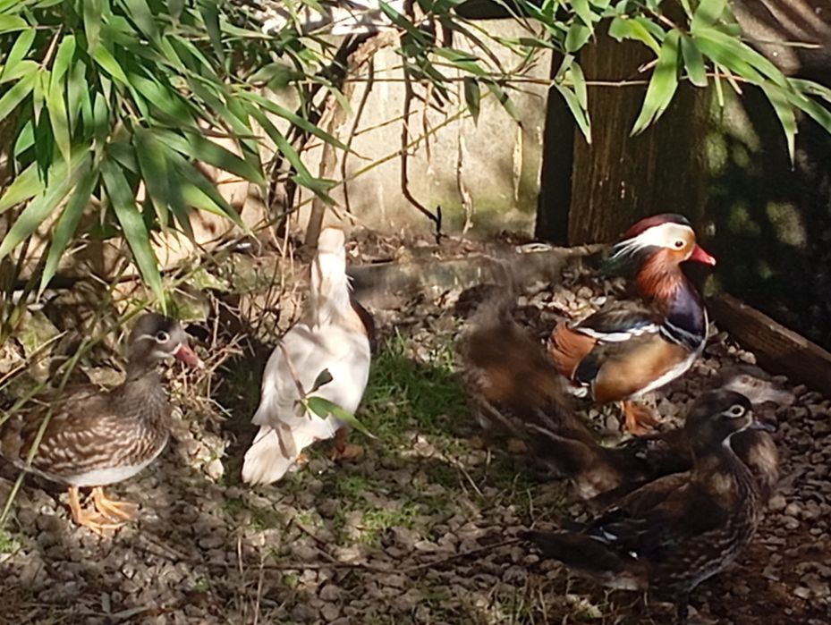 Casais de Patos ornamentais