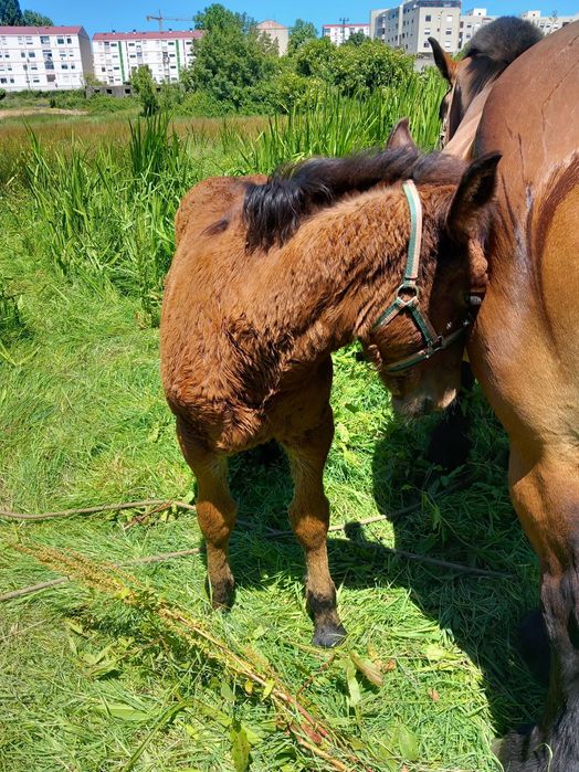 Egua belga pura  con poldra