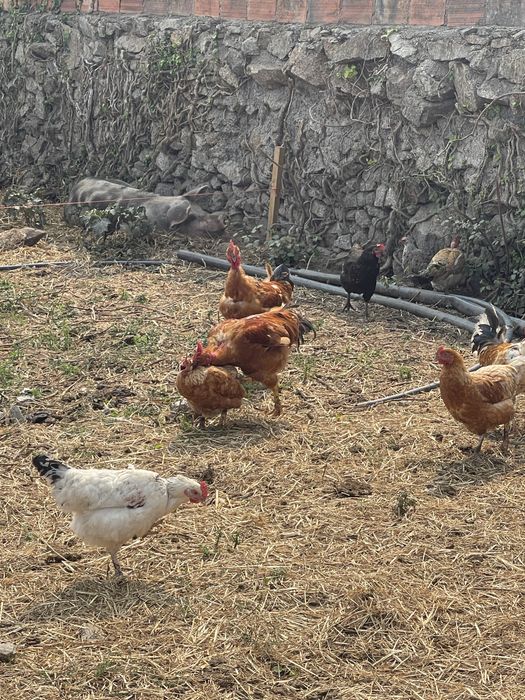 Frangos caseiros