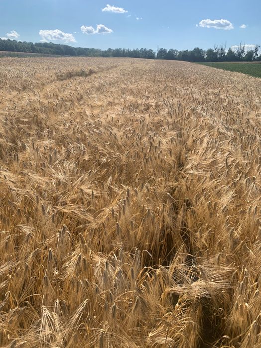 Продам  насіння ячмень  ярого  , 1 репродукція . Ціна 9