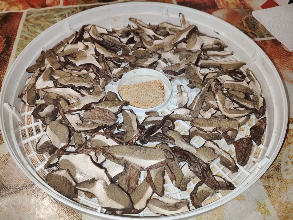 Grzyby suszone, podgrzybki