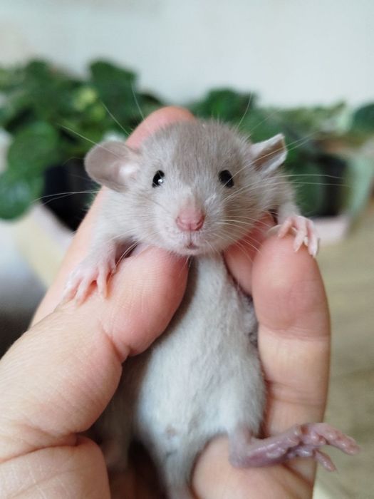 Крысенок дамбо. Девочки