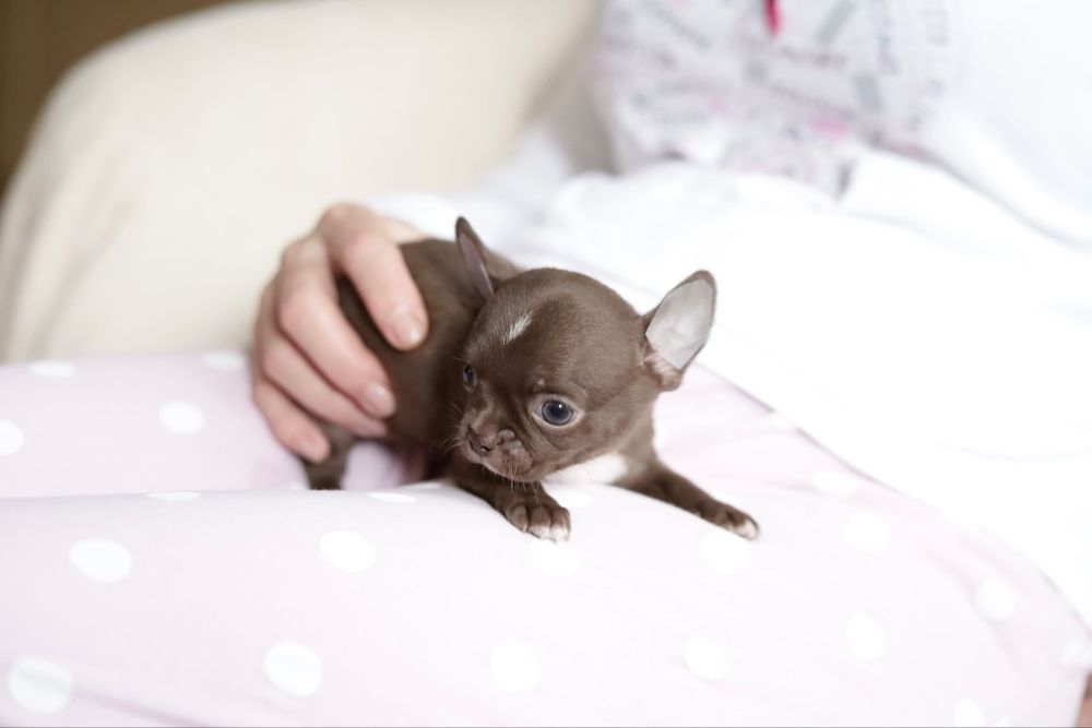 Chihuahua FCI chłopak