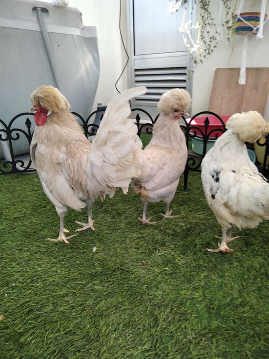 Paduanas (casal ou trio)