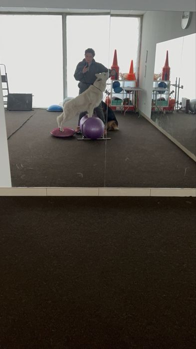 Кинолог, дрессировка Днепр kinologmarianna