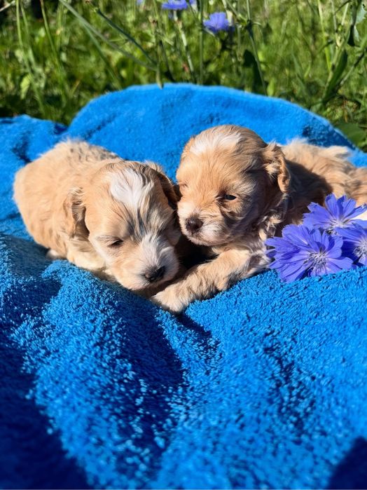 Мальтіпу дівчатка