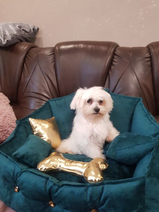 Śliczny piesek maltańczyk z wyprawką