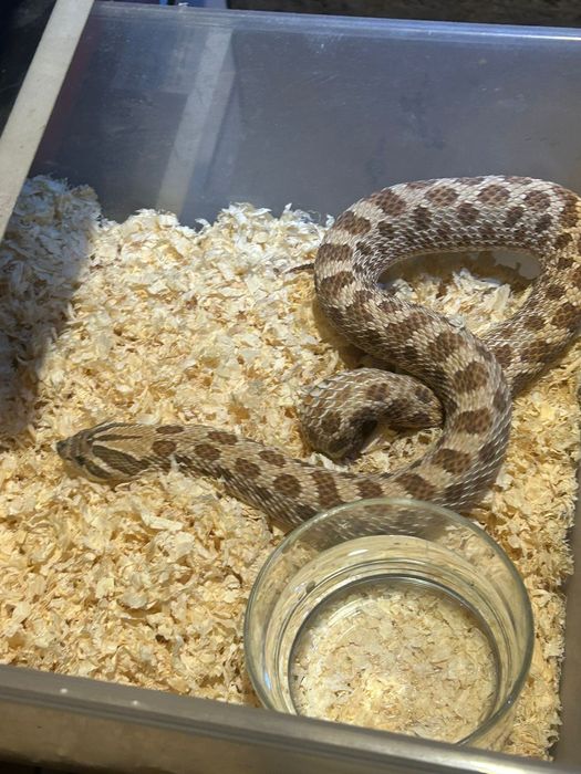 Heterodon Nowa Cena wraz z całym wyposażeniem.  Nowa niższa cena