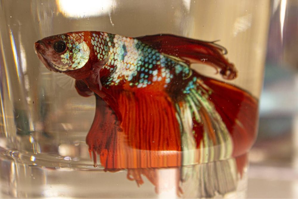 Риба Півник. Бійцівська сіамьска рибка. Петушок