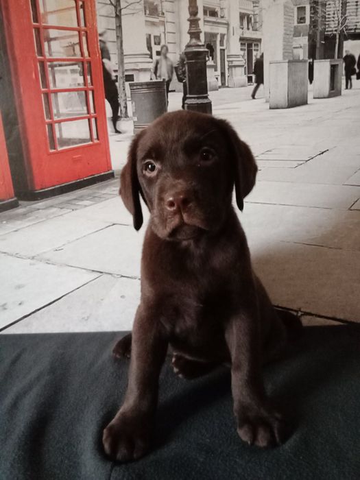 В'язка чистокровний лабрадор шоколадний кобель 4роки