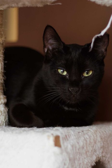 Antek szuka domu! Fundacja "Stawiamy na Łapy"