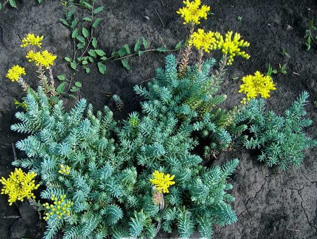 Очиток скальный Седум Sedum reflexum почвопокровник медонос