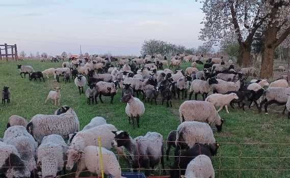 Jagnięta cena 17 zł kg  duża  ilość waga 15-35 kg ,