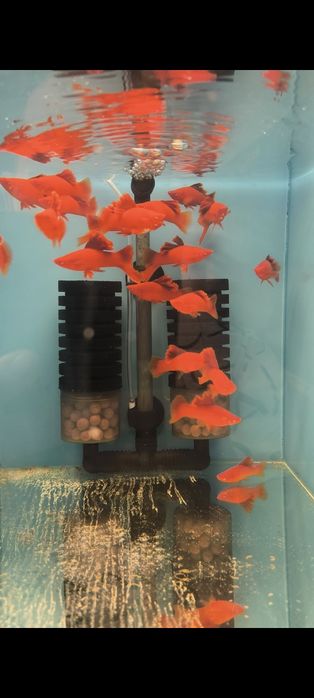 Red cauliflower samce