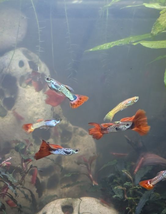 Guppies sortidos