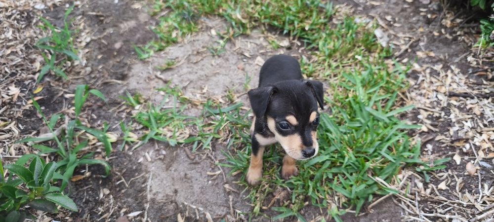 Pinscher pincher miniatura criado em ambiente familiar