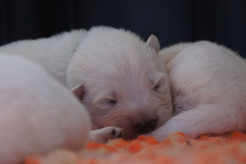 Biały Owczarek Szwajcarski FCI, suczka