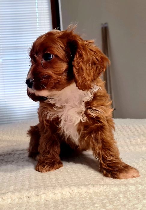 Dziewczynka  ** MALTIPOO ** HYBRYDA Pudel Toy & Maltańczyk **