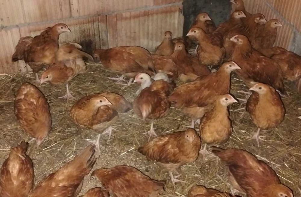 Kurczęta 8-tygogodniowe