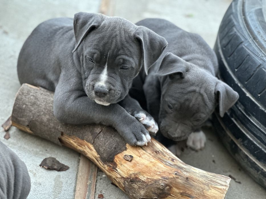 Цуценята АМСТАФФ/АСТ щенки