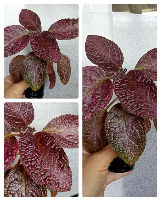 Эписции, Волосы Вероникиl,Tiger Stripe, Safari