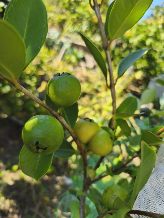 Árvores frutíferas e plantas exóticas e tropicais.