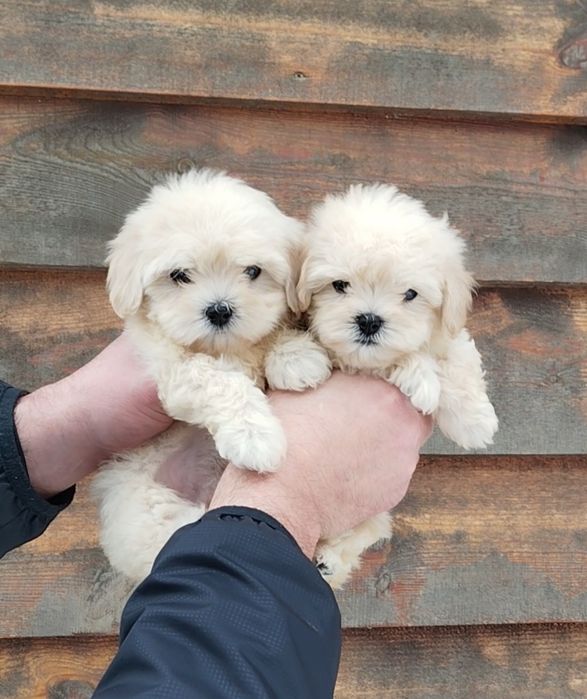 Мальтипу девочки и мальчики