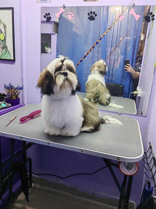 Грумінг грумер стрижка собак линька вичісування