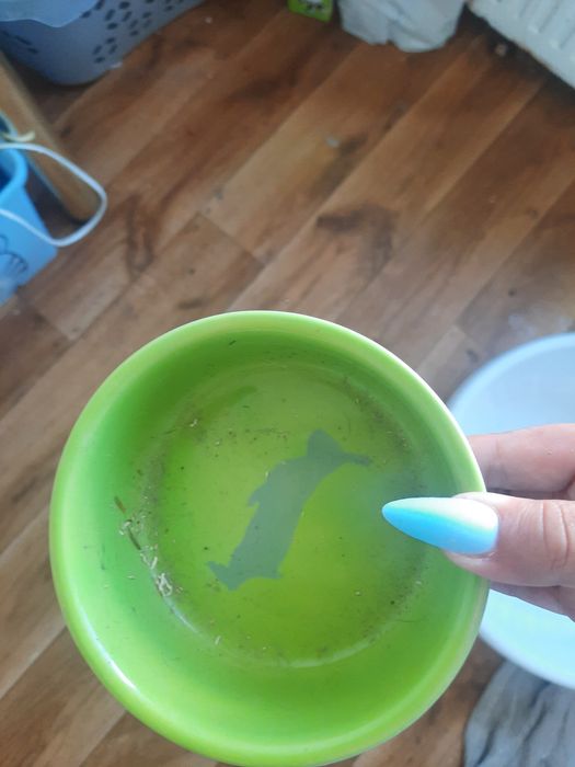 Oddam dwa króliczki