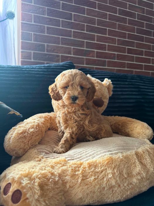 cavapoo f1b hybryda Cavapoo Pies