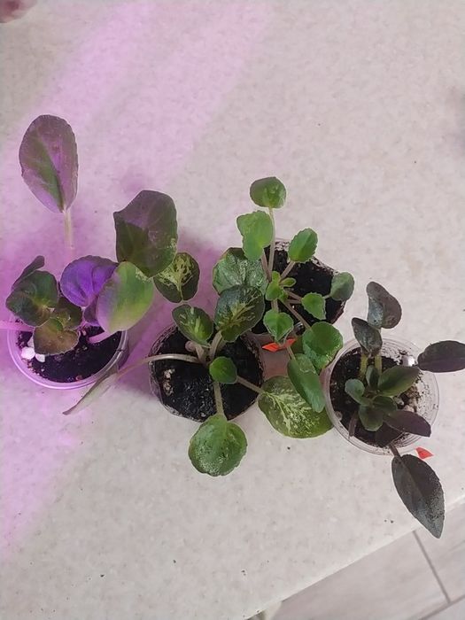 Продам набори діток фіалок