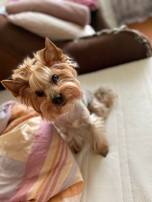 Щенки Йоркширского терьера