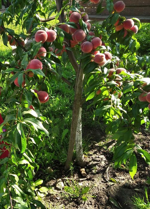 Осмії (декоративні бджоли) для запилення